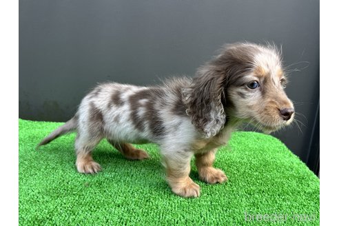 成約済の兵庫県のカニンヘンダックスフンド(ロングヘアード)-315695の4枚目